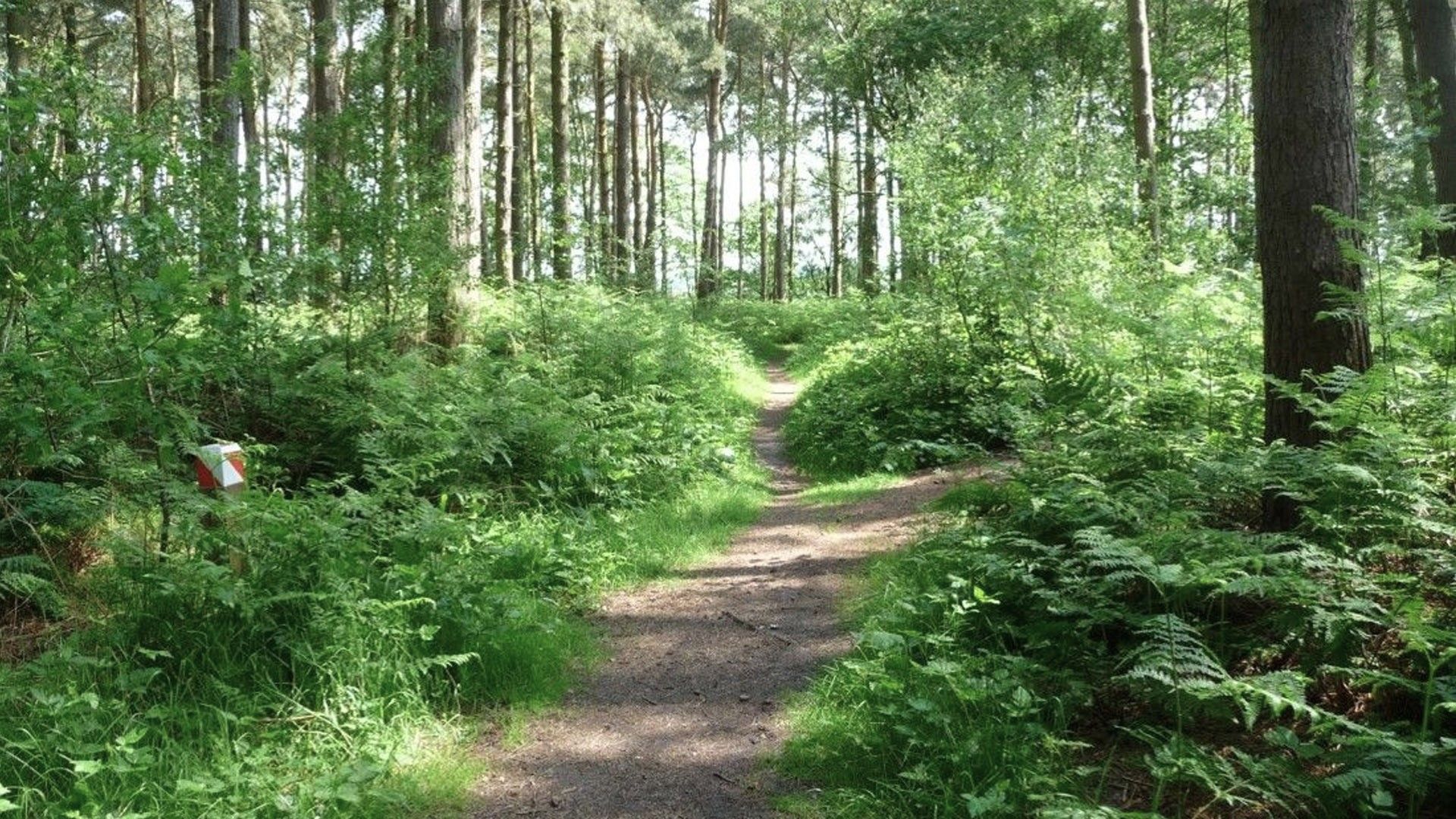 Willingham Woods